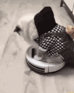 집사들은 아는 평범한 고양이의 모습 | 인스티즈