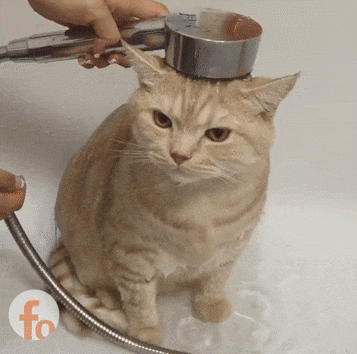 물속성 고양이.gif | 인스티즈