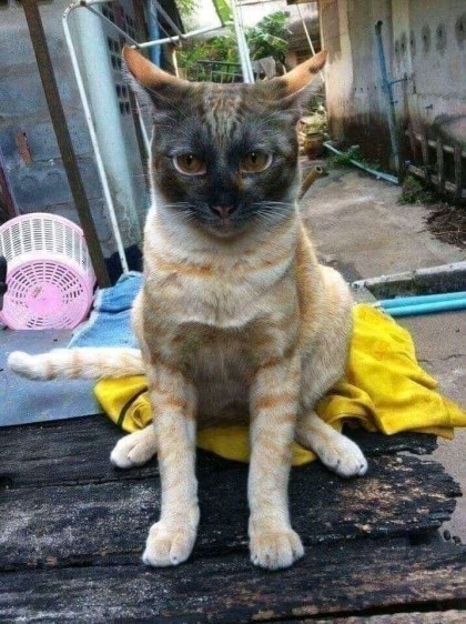 따뜻한 곳을 좋아하는 고양이.jpg | 인스티즈