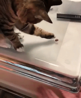 집사들은 아는 평범한 고양이의 모습 | 인스티즈