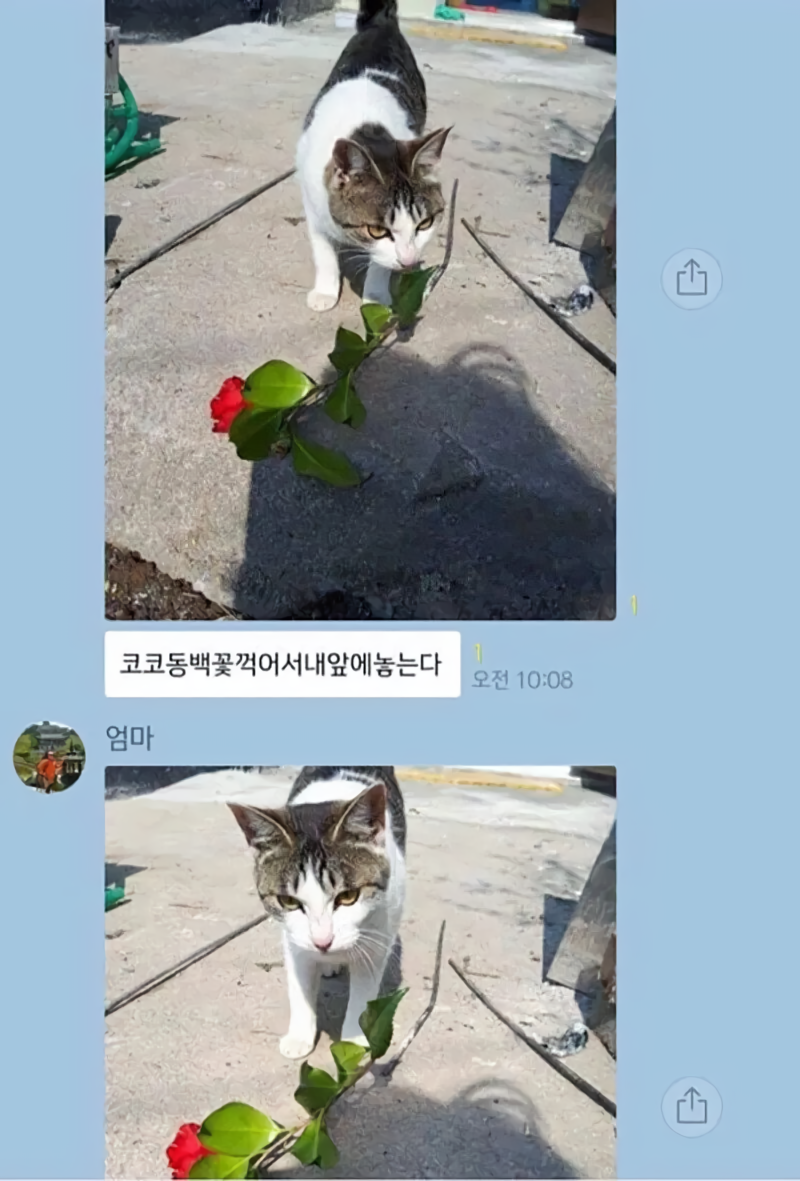 어머니한테 꽃 꺾어다주는 고양이.jpg | 인스티즈