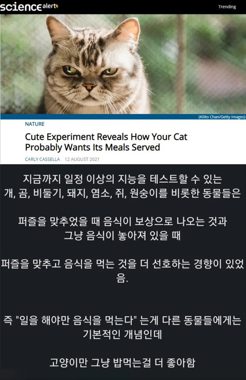 고양이에 대한 재미있는 연구 결과 | 인스티즈