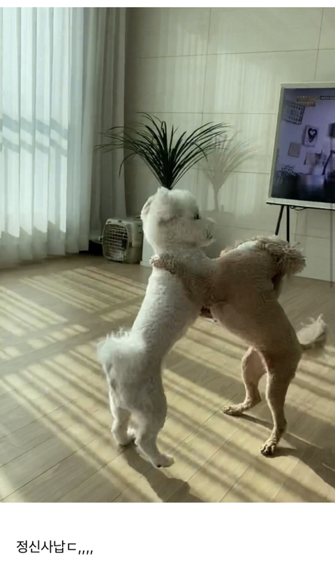 어제 동물병원 갔는데 옆테 다른 견주분이 몇살이냐고 물어보길래 26살이라고 대답했거든..? | 인스티즈