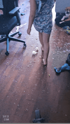 스트레스 받은 댕댕이가 벌인 대참사 | 인스티즈