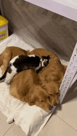 고양이에게 단체사진 예의범절을 가르치는 댕댕이.gif | 인스티즈