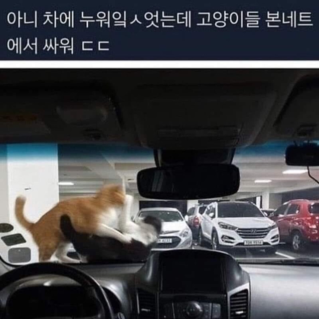 고양이 투기장 직관.jpg | 인스티즈