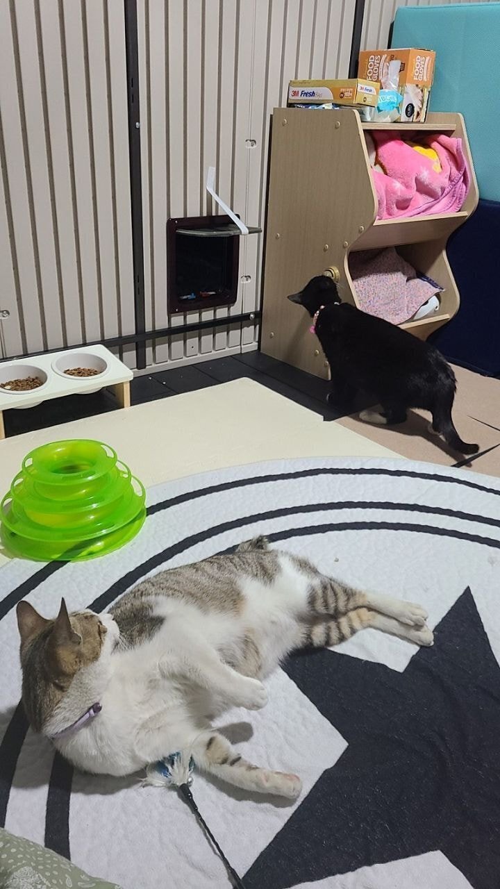 경남의 한 아파트의 길고양이 집.jpg | 인스티즈