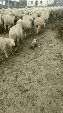 양치기 훈련중인 강아지.gif | 인스티즈