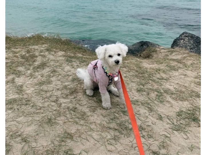 강아지랑 제주도여행 가지마라 | 인스티즈