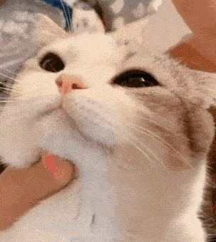 안약넣는 고양이 | 인스티즈