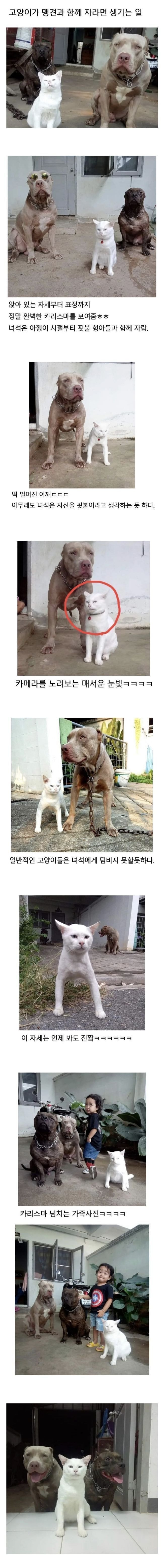 맹견 핏불과 함께 자란 고양이 | 인스티즈