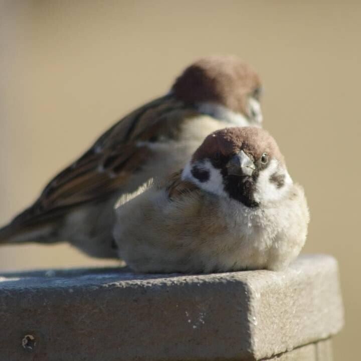 참새 얼굴 정면 .jpg | 인스티즈