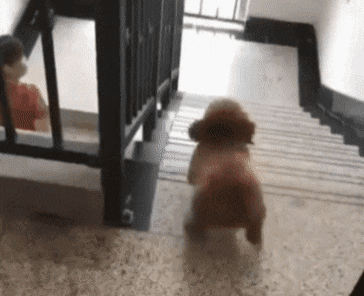 주인을 반기는 강아지 | 인스티즈