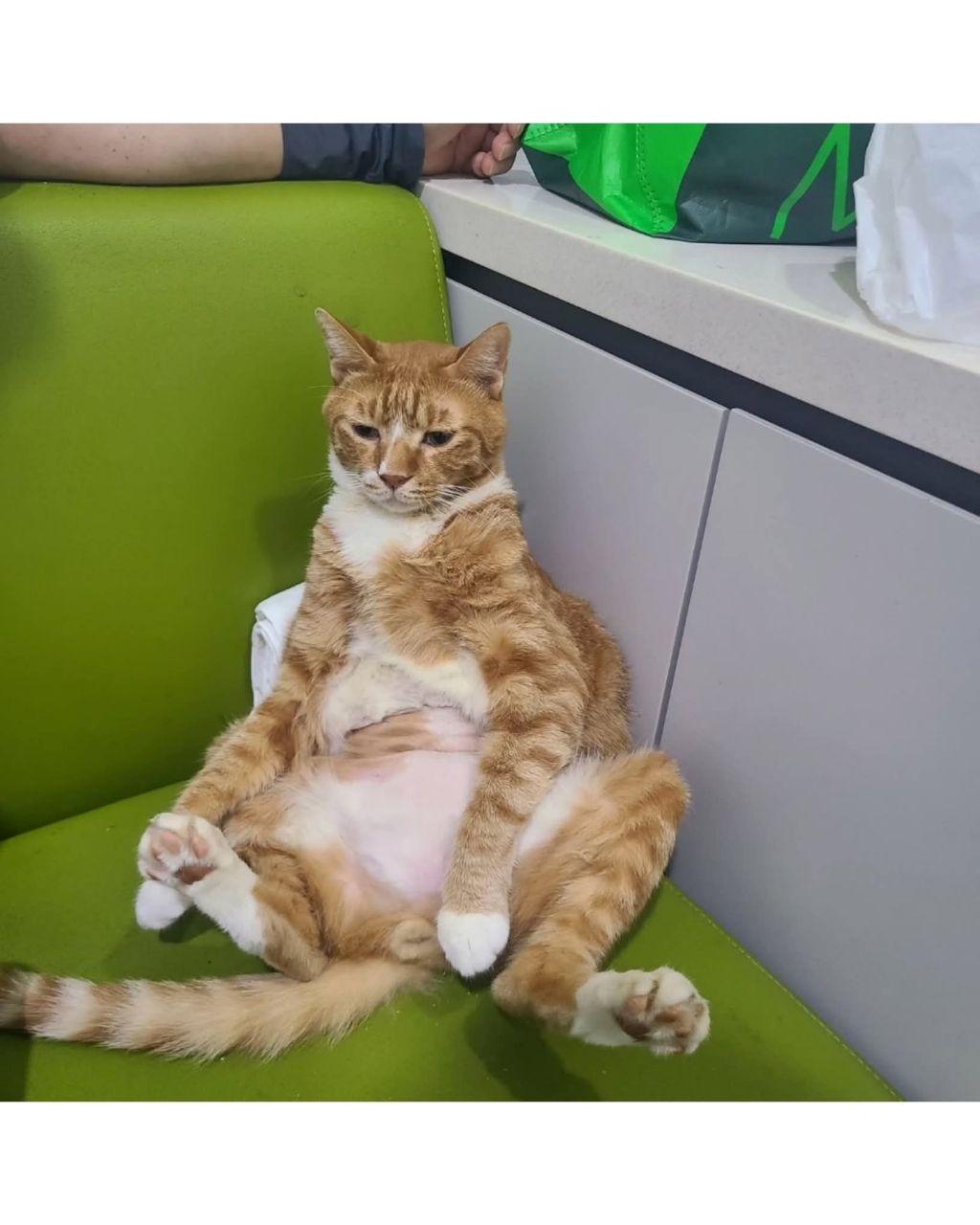 좀비딸에 나오는 고양이 | 인스티즈