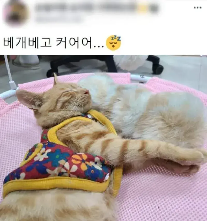 요즘 K-고양이 핫템.JPG | 인스티즈