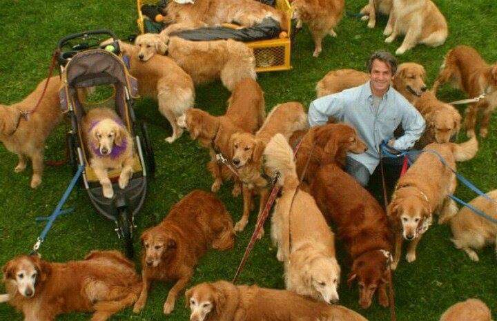 골든리트리버 축제 | 인스티즈