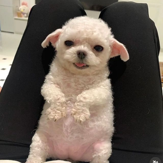 애가 이미지