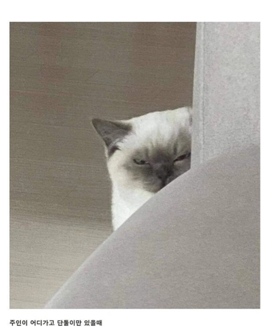 자꾸 나를 감시하는 친구네 집 고양이 | 인스티즈