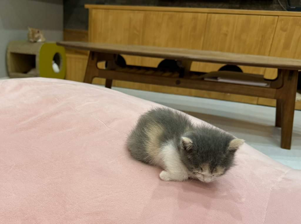 아기냥이의 식빵굽기 | 인스티즈
