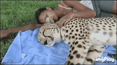 그냥 큰 고양이 같다는 치타 | 인스티즈