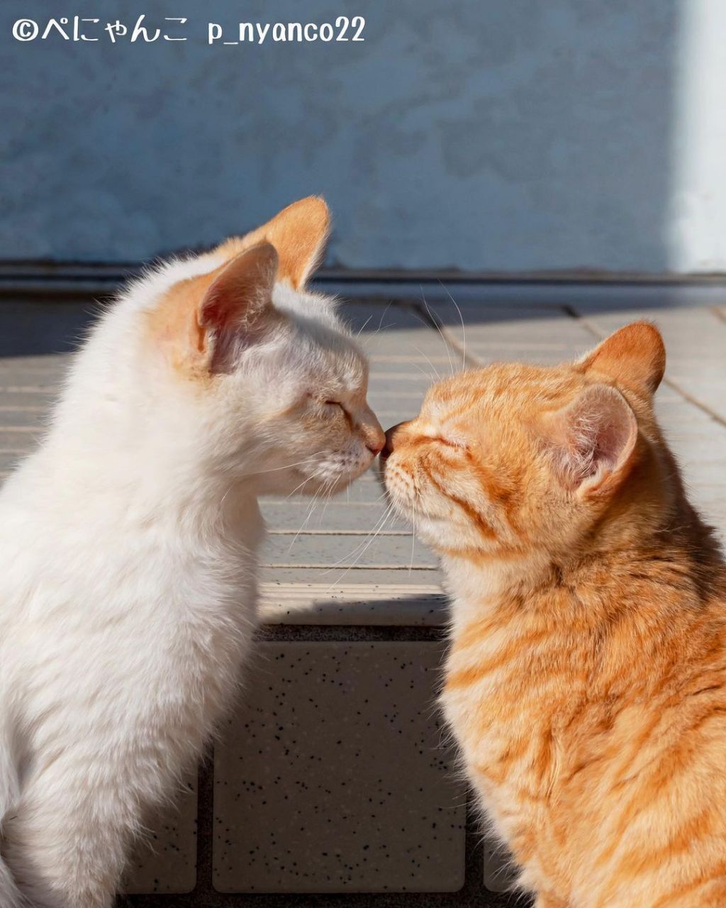 짝지어다니는 섬고양이들 | 인스티즈