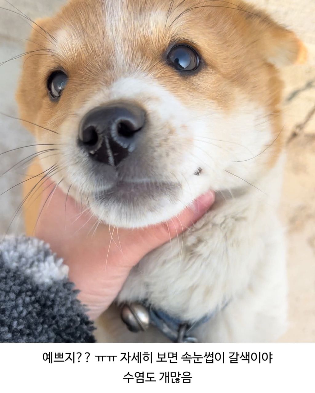 할머니집 시골개 산책시켜줌 | 인스티즈