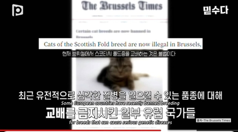 국내 소형견이 유독 슬개골 탈구가 많은 이유 | 인스티즈
