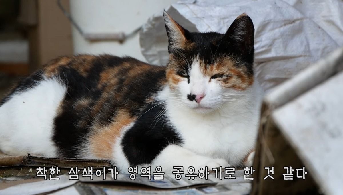 [hahaha] 아기 삼색냥이 인생 최대의 도박 | 인스티즈
