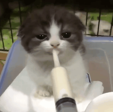 찹찹찹찹.GIF | 인스티즈