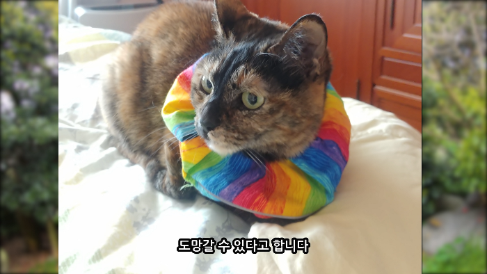 [사진100장스압] 고양이가 자연생태계에 끼치는 심각한 영향 | 인스티즈