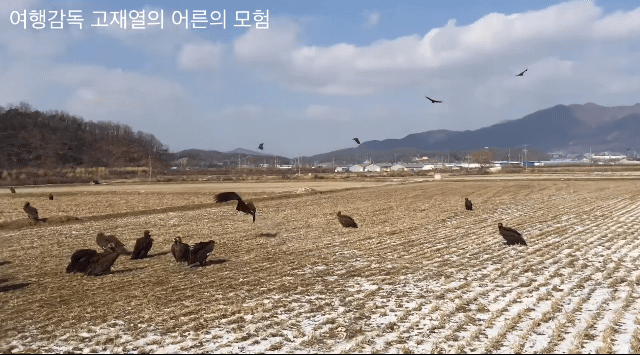의외로 철원에서 흔한 장면.gif | 인스티즈