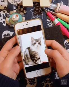 고양이 액자 .gif | 인스티즈