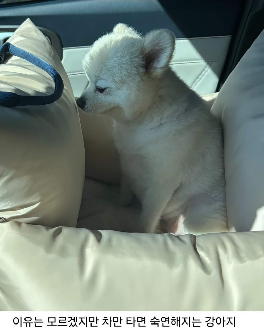 회사에 개인사정때문에 강아지를 데려왔던 직장인 | 인스티즈