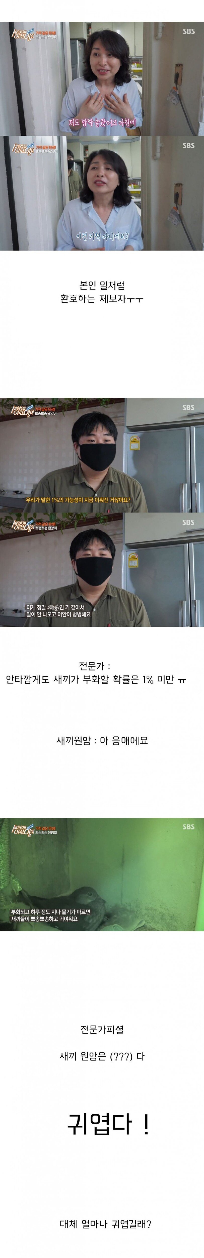 [세상에이런일이] 원앙 새끼 부화 시키기 레전드 ㄷㄷㄷ | 인스티즈