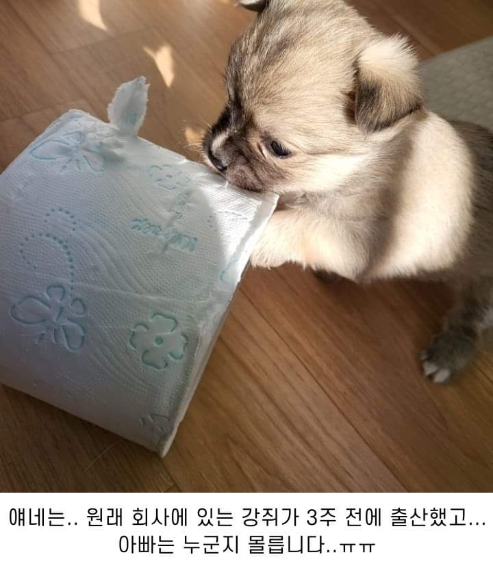 사무실에 있는 댕댕이들 | 인스티즈