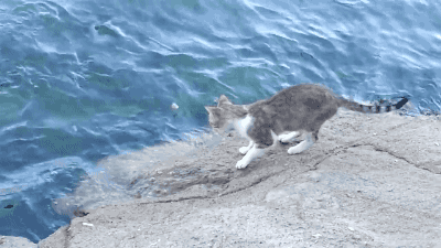 낚시 명당을 아는 고양이.gif | 인스티즈