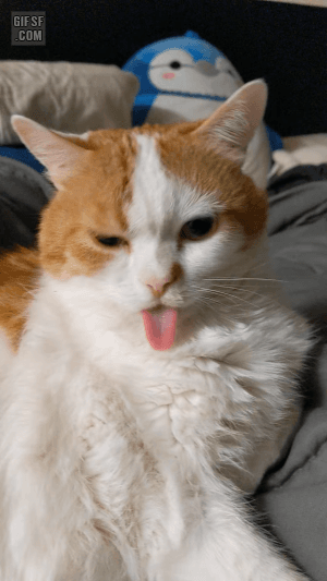 혀를 집어 넣어야 된다는걸 까먹은 고양이.gif | 인스티즈