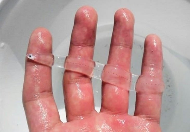 속이 투명하게 비쳐서 보이는 생물들.jpg | 인스티즈