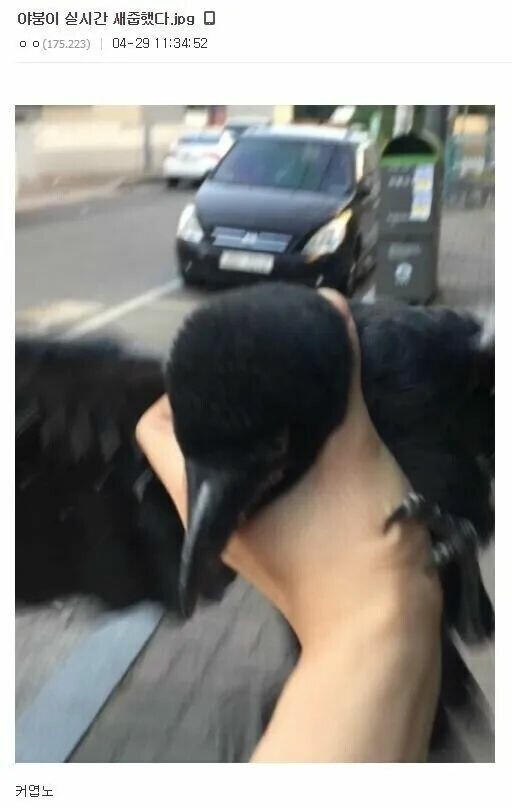 야붕이 실시간 x된 모음집 | 인스티즈