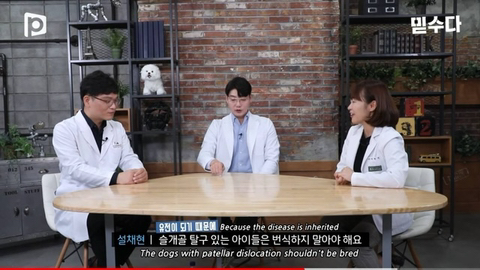 국내 소형견이 유독 슬개골 탈구가 많은 이유 | 인스티즈