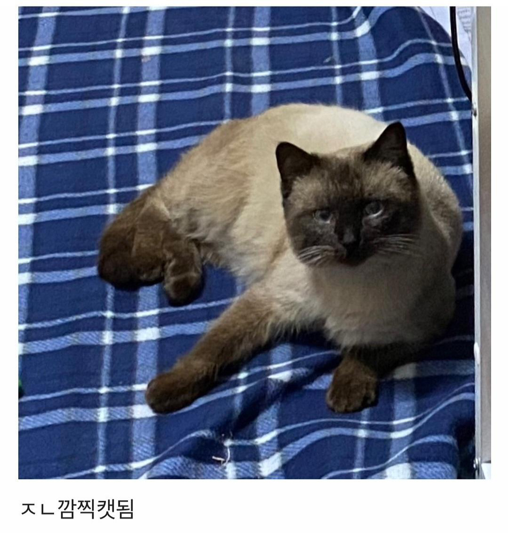 집냥이가 된 어느 길냥이 이야기 | 인스티즈