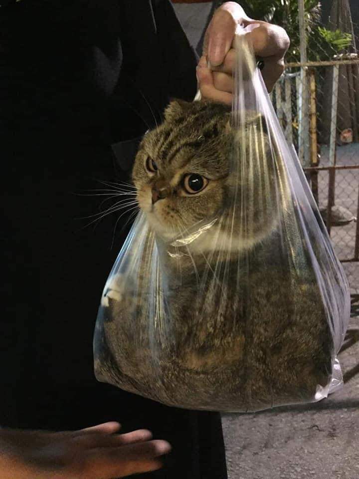 집에서 탈출한 냥이 잡아가는중 | 인스티즈