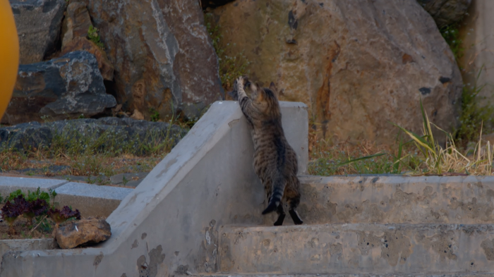 [사진100장스압] 고양이가 자연생태계에 끼치는 심각한 영향 | 인스티즈