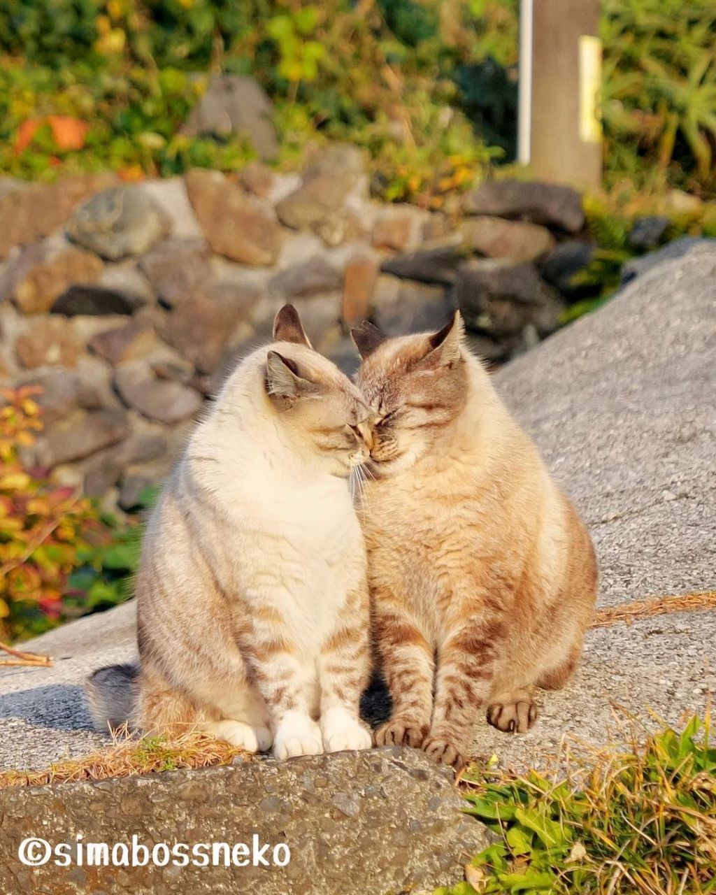짝지어다니는 섬고양이들 | 인스티즈