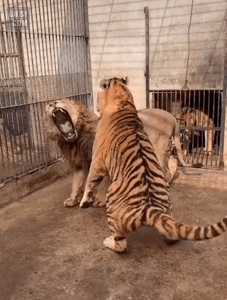사자 vs 호랑이.gif | 인스티즈