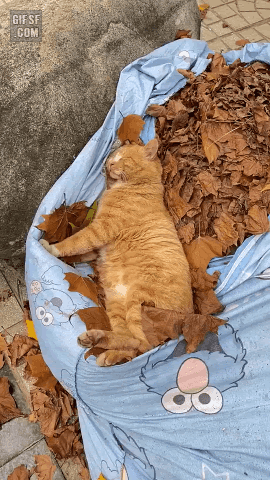 낙엽 더미에 누워서 꿀잠 자는 고양이.gif | 인스티즈