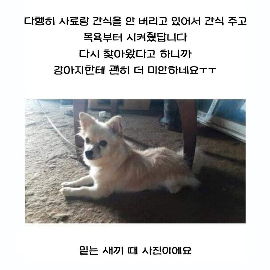 다른집에 분양보냈던 강아지가 집까지 찾아왔네요 | 인스티즈