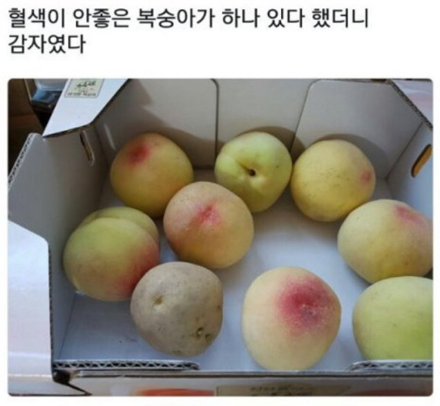 혈색이 안 좋은 복숭아 | 인스티즈