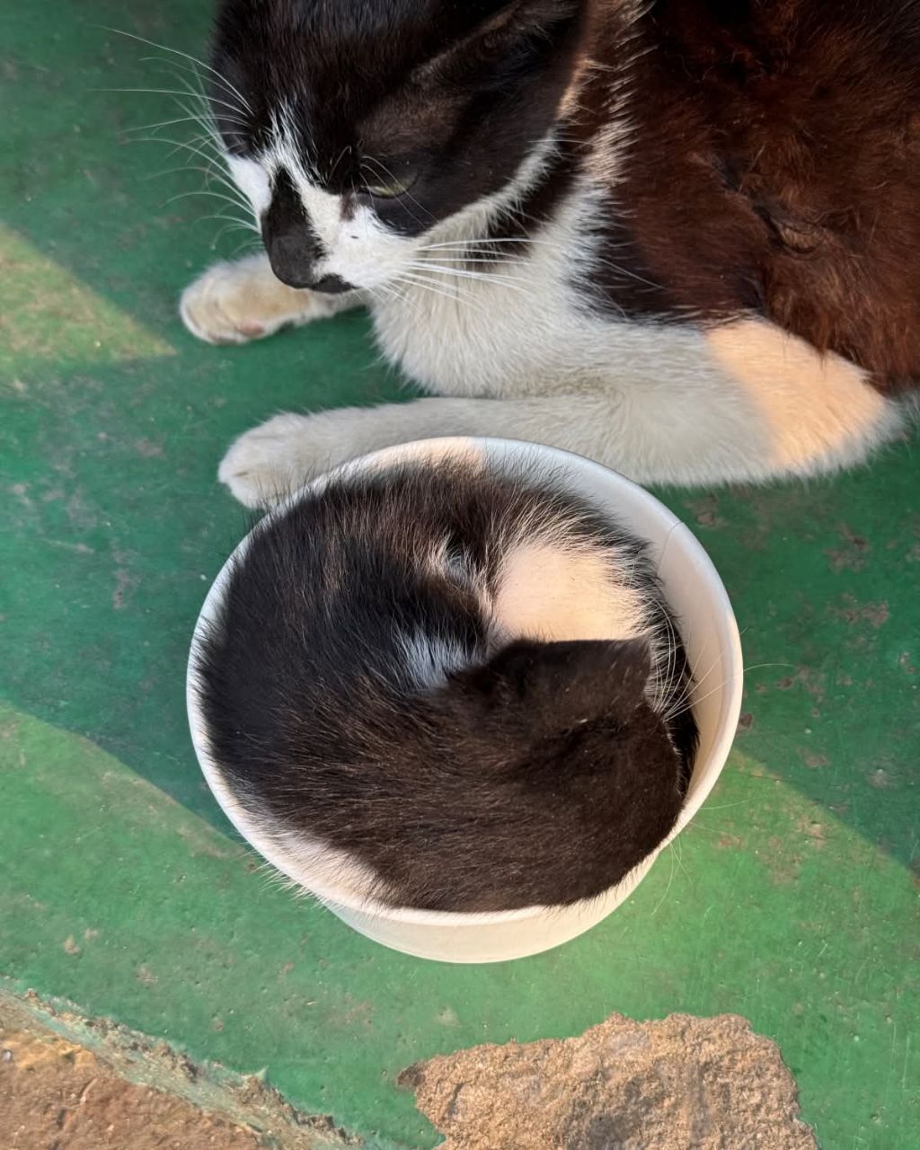 공장고양이가 애기낳음 | 인스티즈