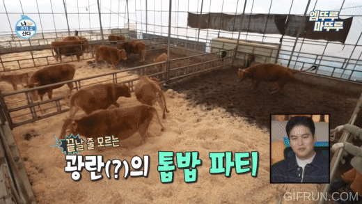 [나혼자산다] 톱밥만 새로 깔아줬을 뿐인데 좋아서 날뛰는 소들 | 인스티즈